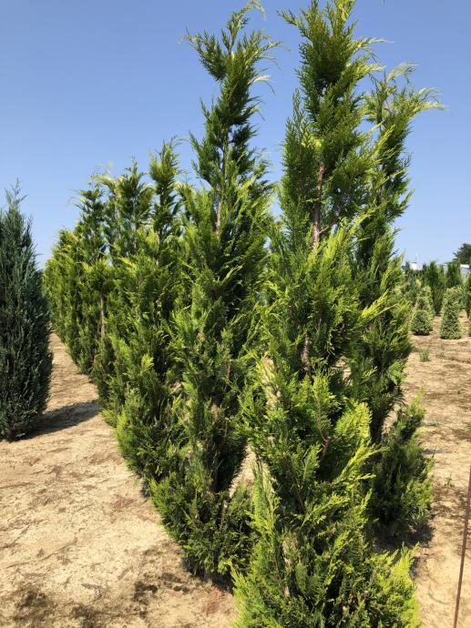 Chamaecyparis lawsoniana Golden Wonder 240- 260 cm