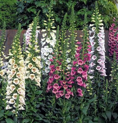 DWARF FOXGLOVE - MINI NAPRSTAK