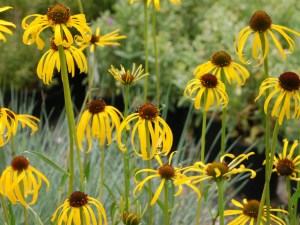 Echinacea Paradoxa / Sjeme