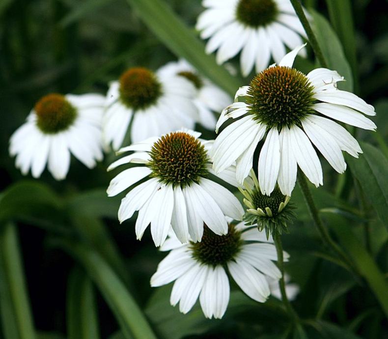 Echinacea Swan / SADNICE