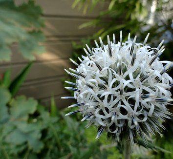 Echinops Star Frost / SADNICE