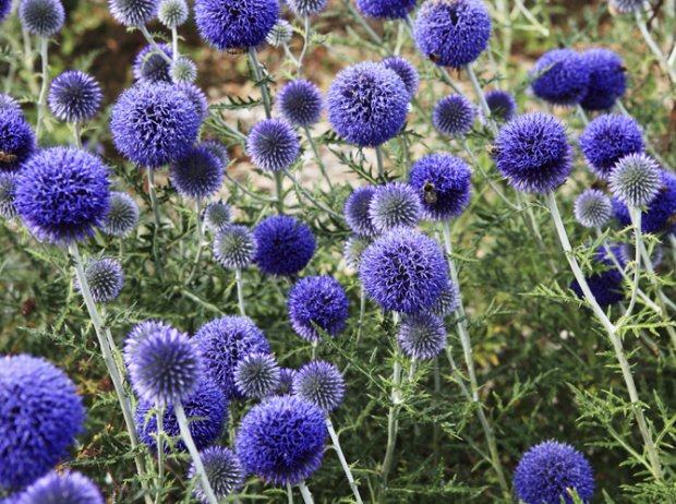 Echinops ritro blue / SADNICE