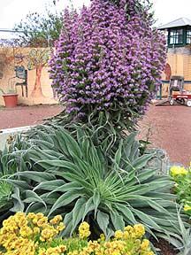 ECHIUM "PINK FOUNTAIN"