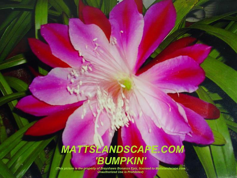 EPIPHYLLUM BUMPKIN