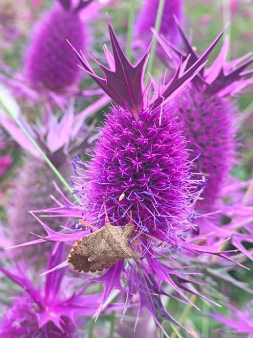 Eryngium Leavenworthii Purple Sheen / SADNICE