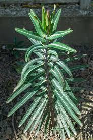 Euphorbia lathyris, unakrsnolisna mlječika