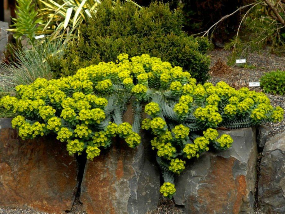 Euphorbia Myrsinites / Sjeme