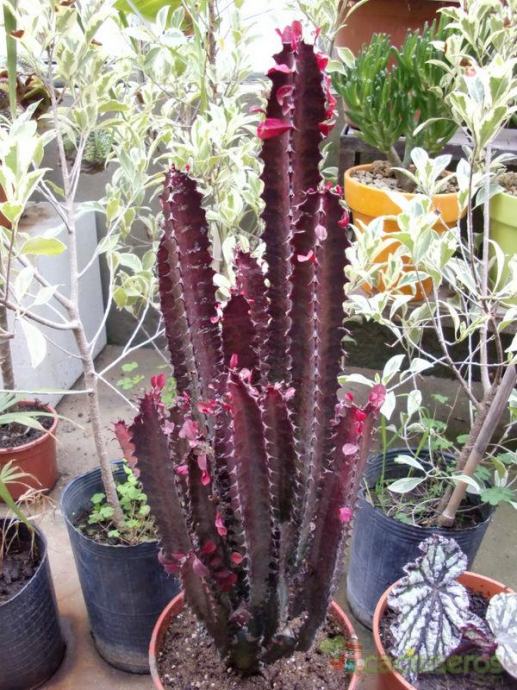 Euphorbia trigona rubra