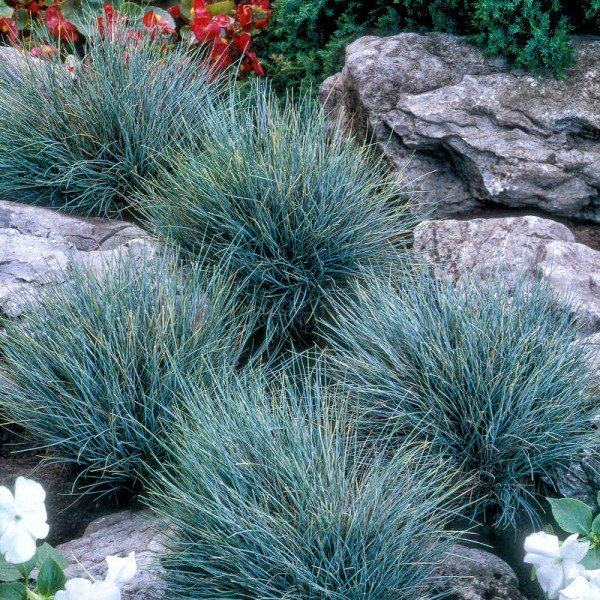 Ukrasna plava trava / Festuca Eliah blue / SADNICE