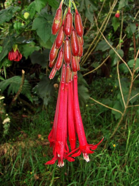 FUCHSIA BOLIVIANA