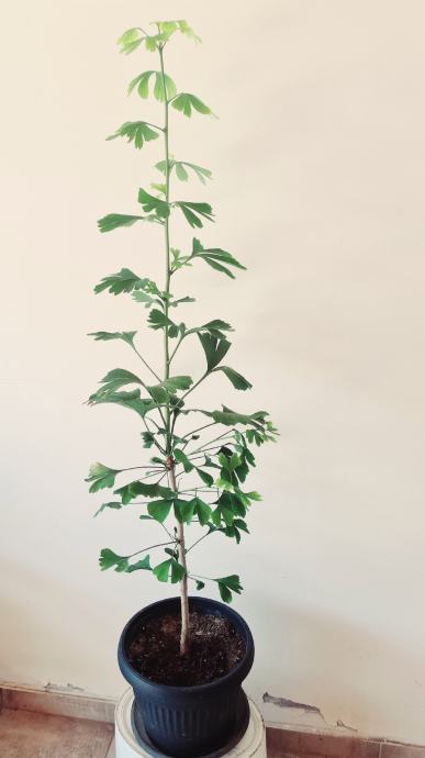 GINKO Biloba - sadnica 130 cm visine