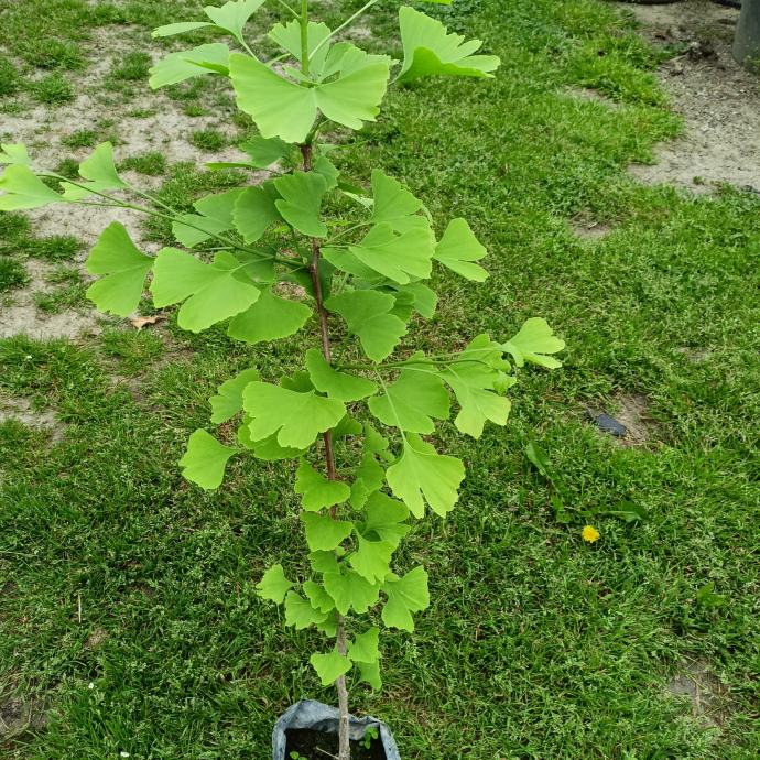 Ginko biloba sadnice