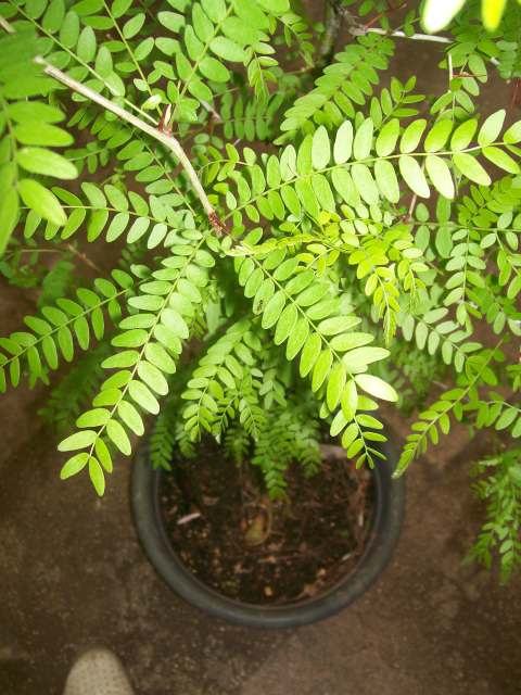 GLEDITSIA TRIACANTHOS. dekorativno stablo + sadnica po izboru