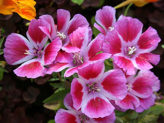 Godetia Grandiflora / Sjeme