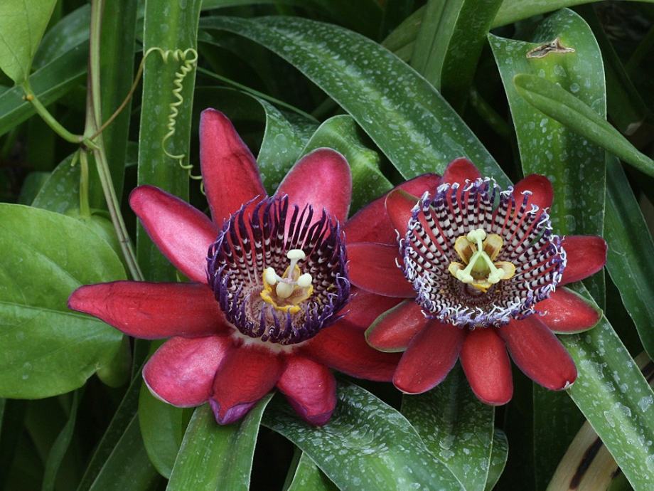 Passiflora Alata / Sadnice