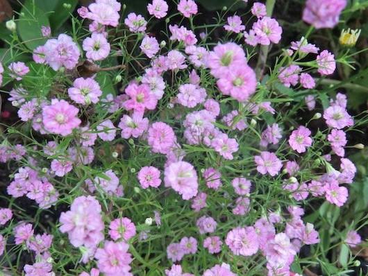 Gypsophila paniculata pink / SADNICE