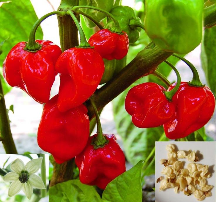 HABANERO PAPRIKA - sjeme