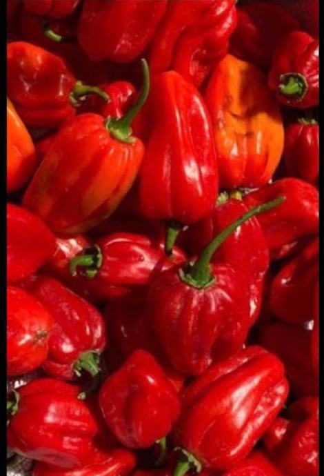 habanero red clothing