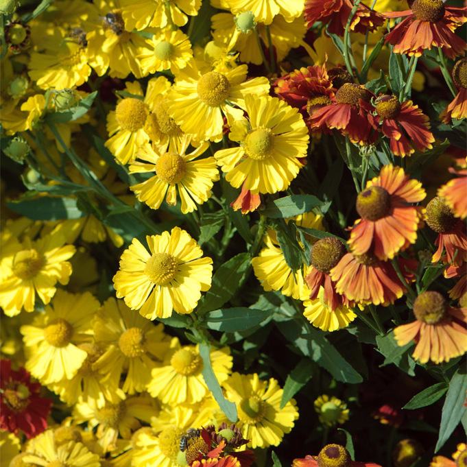 Helenium Helena Gold / SADNICE