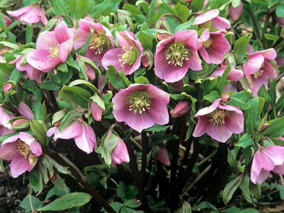 Helleborus (kukurijek), roza