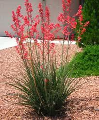 HESPERALOE PARVIFLORA