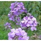 Hesperis lila, sadnice