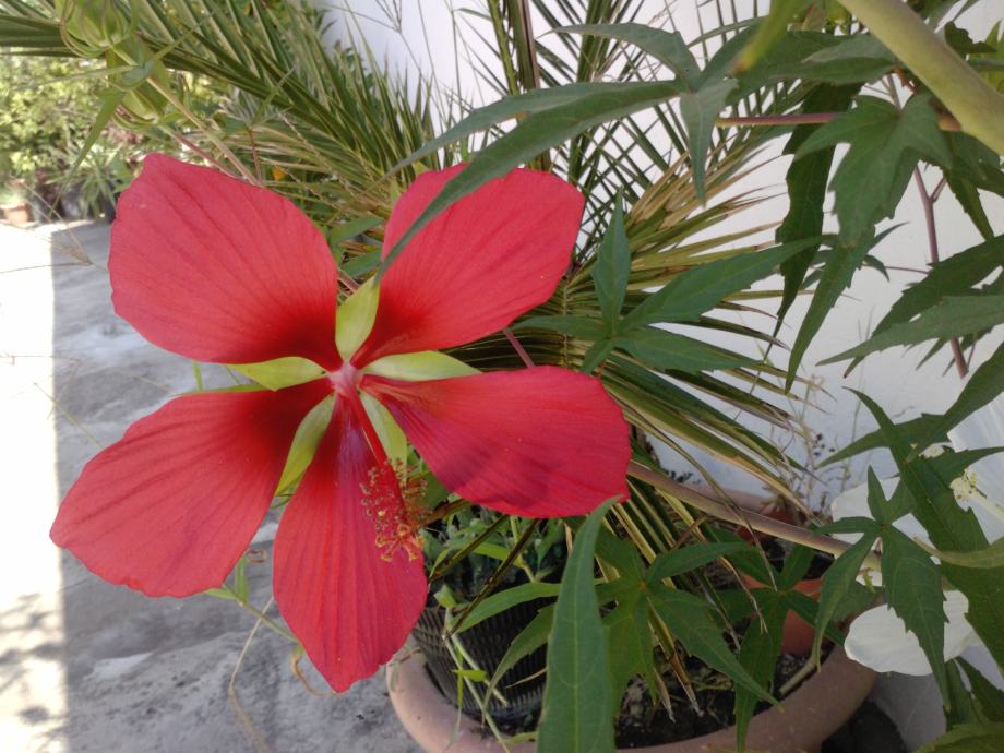 Hibiscus coccineus  /CRVENI CVIJET/- 15 sjemenki -trajnica- domaći uzg