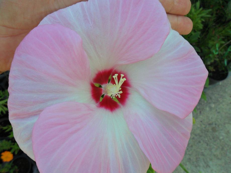 HIBISCUS--močvarni -veliki svijetlo rozo- bijeli cvijet-sjemenke