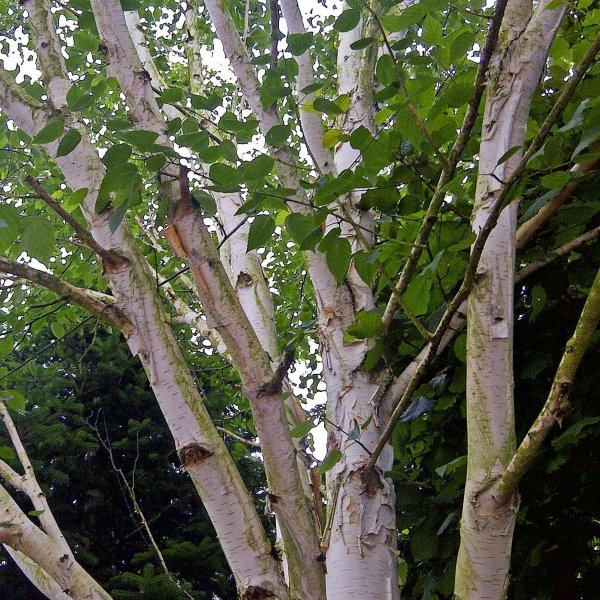 Himalajska breza (betula utilis var. jacquemontii) - sadnica