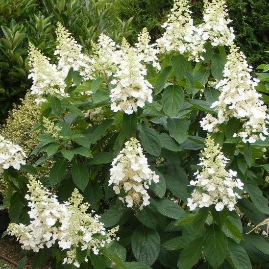 Hortenzija / Hydrangea Kyushu / SADNICE