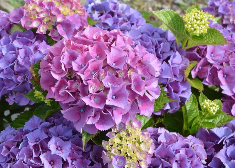 Hortenzija / Hydrangea Sibilla / SADNICE