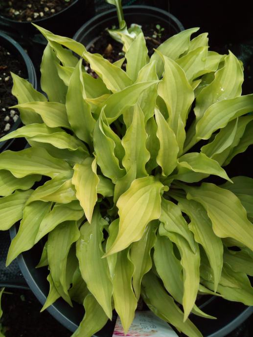 Hosta Gingee - sadnice