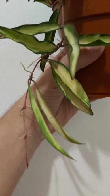 Hoya wayetii tricolor