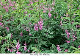 Indigofera, sadnice