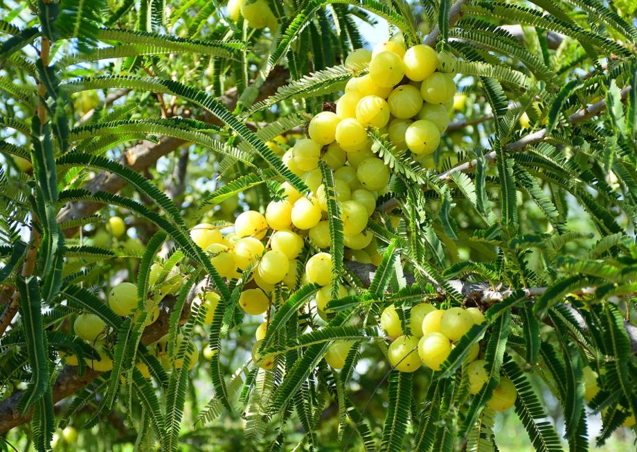 Indijski ogrozd / Amla / Ljekovita voćka / Sadnice