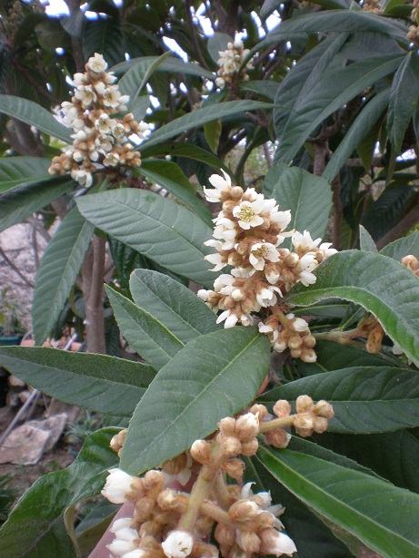 Japanska mušmula-Eriobotrya japonica