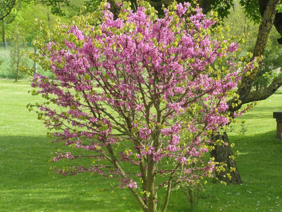 Judino drvo - Cercis siliquastrum