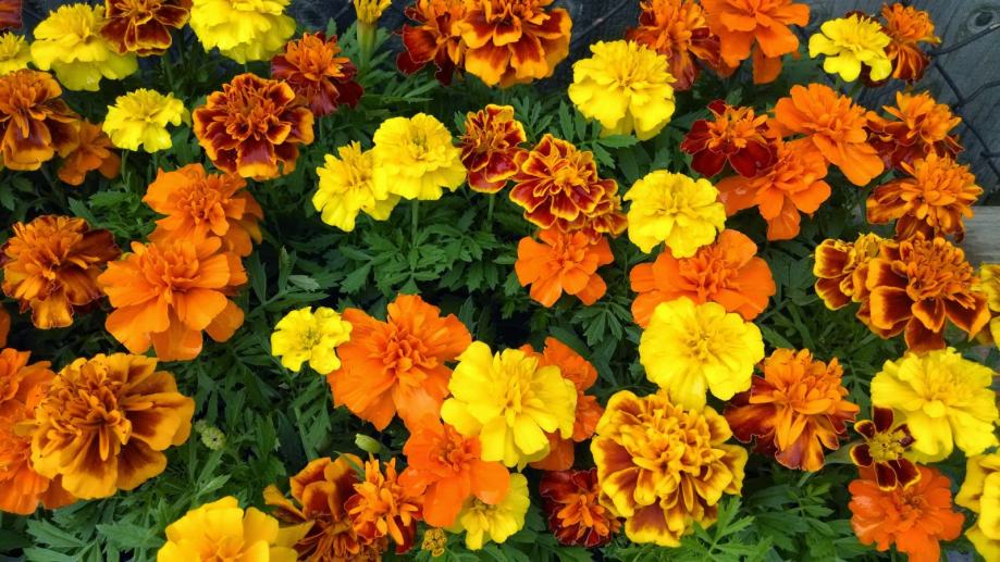 Kadifa / Tagetes / Sjeme