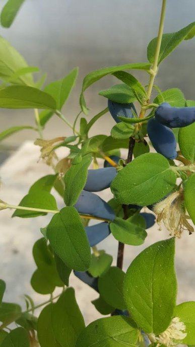 KAMČATSKA  BOROVNICA - HASKAP - Lonicera caerulea - sadnice