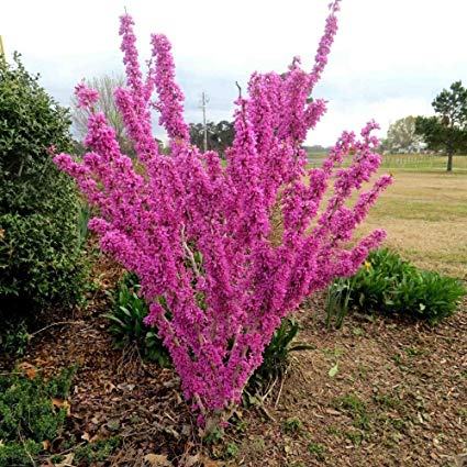 Kinesko judino drvo (cercis chinensis) - sadnica