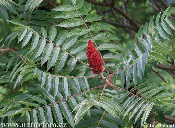 KISELI RUJ (Rhus Typhina) ukrasno stablo