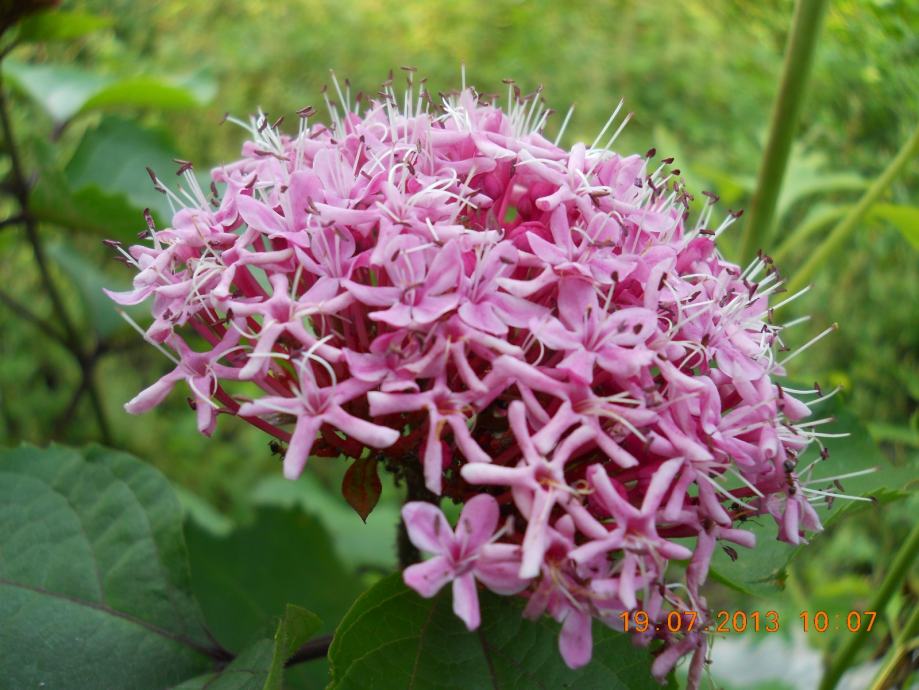 KLERODENDRON KINESKI, lat Clerodendron bungei, sadnica