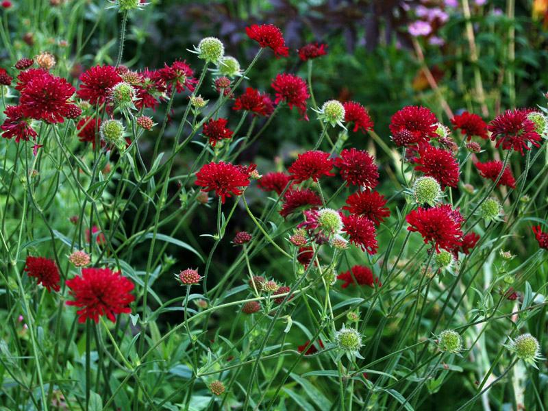 Knautia Red Cherries / SADNICE