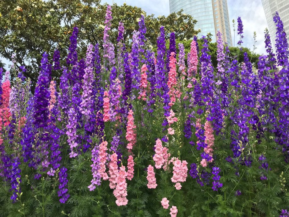 Kokotić / Grandiflorum mix / Sjeme