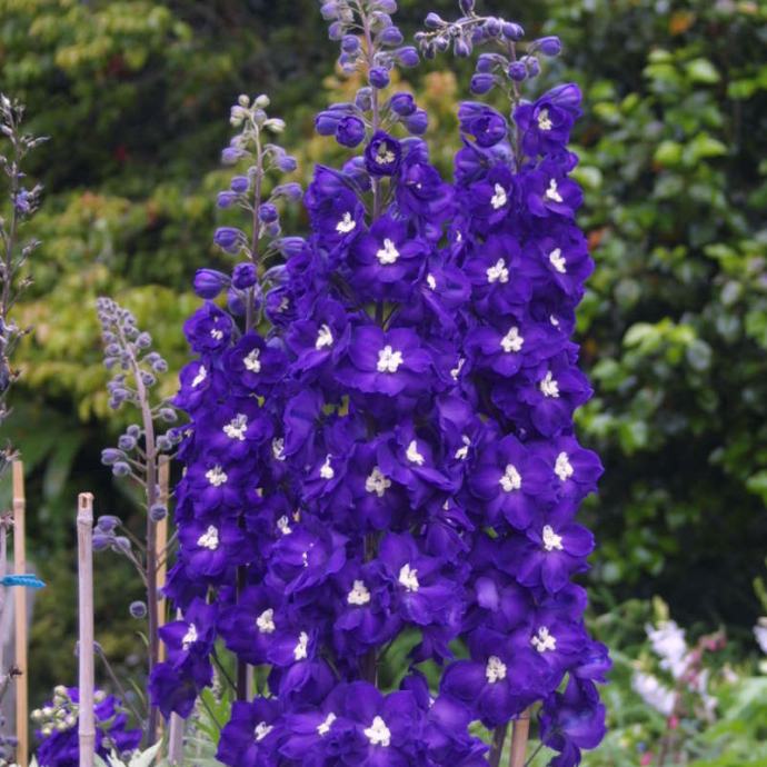 Kokotić / Delphinium / King Arthur / Sjeme