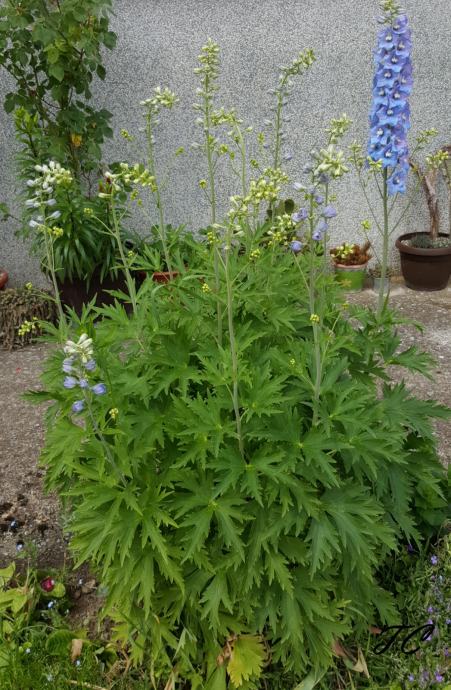 Kokotić, kokotac (lat. Delphinium) - tamno plavi i svijetlo plavi