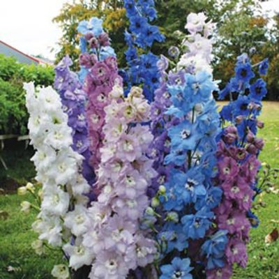 Kokotić / Delphinium mix / Sjeme