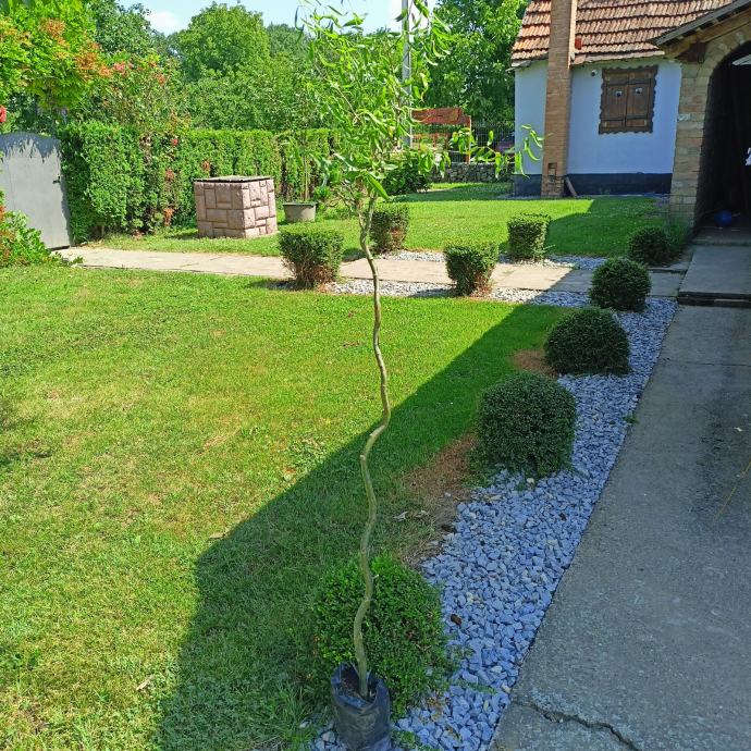 Kovrčava vrba Salix matsudana tortuosa sadnice