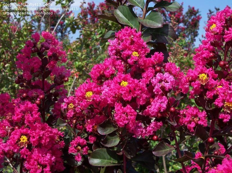 LAGERSTROEMIA - PINK VELOUR