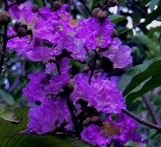 LAGERSTROEMIA - PURPLE VELVET